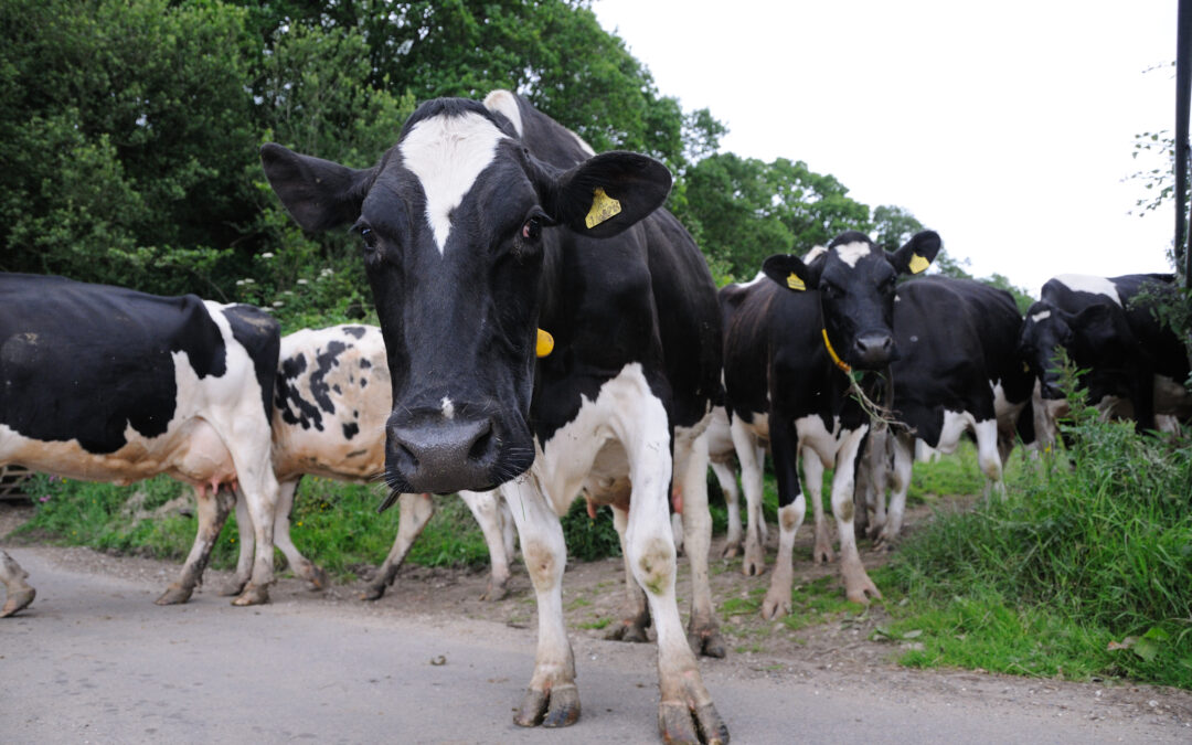Irish dairy exit scheme confirmed